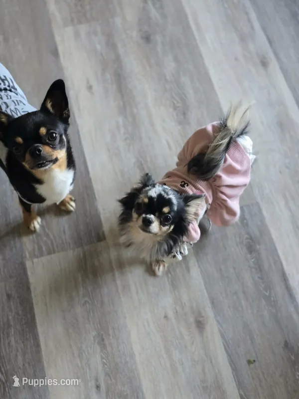 Reba – Chihuahua puppy for sale in Newark Valley, NY