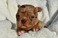Bella-Jean , a female Chihuahua for sale in Newark Valley, NY – 6 of 7