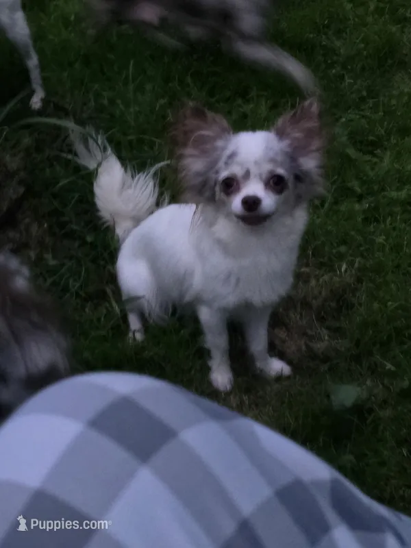 Hildie – Chihuahua puppy for sale in Newark Valley, NY