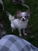 Hildie, a female Chihuahua for sale in Newark Valley, NY – 1 of 3