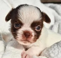 Basil, a male Chihuahua for sale in Newark Valley, NY – 7 of 7