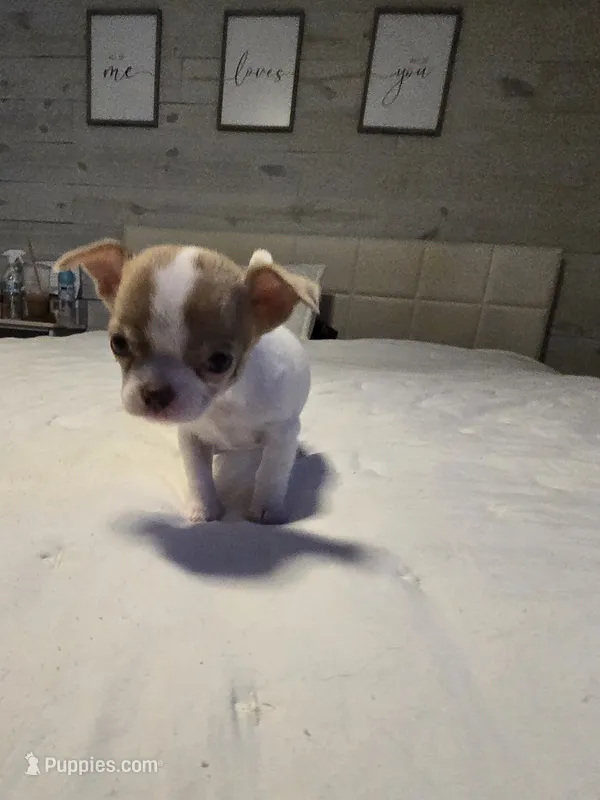 Bella – Chihuahua puppy for sale in Newark Valley, NY