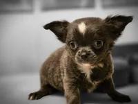 Jill, a female Chihuahua for sale in Newark Valley, NY – 5 of 10