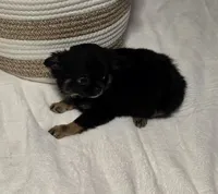 Jackie, a female Chihuahua for sale in Newark Valley, NY – 2 of 8