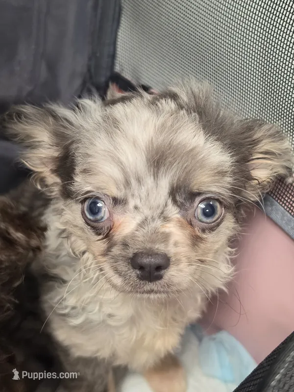 jake – Chihuahua puppy for sale in Newark Valley, NY