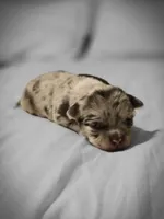 Jasmine , a male Chihuahua for sale in Newark Valley, NY – Photo 3 of 7