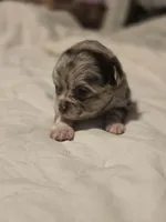 Jasmine , a female Chihuahua for sale in Newark Valley, NY – Photo 4 of 6