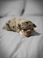 Jasmine , a male Chihuahua for sale in Newark Valley, NY – Photo 5 of 7