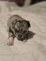 Jasmine , a female Chihuahua for sale in Newark Valley, NY – Photo 3 of 6