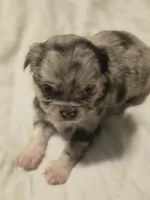 Jasmine , a female Chihuahua for sale in Newark Valley, NY – Photo 1 of 6