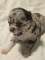 Jasmine , a female Chihuahua for sale in Newark Valley, NY – Photo 2 of 6