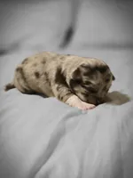 Jasmine , a male Chihuahua for sale in Newark Valley, NY – Photo 2 of 7