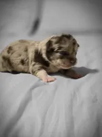 Jasmine , a male Chihuahua for sale in Newark Valley, NY – Photo 6 of 7