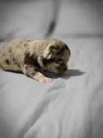 Jasmine , a male Chihuahua for sale in Newark Valley, NY – Photo 4 of 7