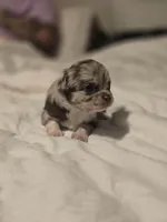 Jasmine , a female Chihuahua for sale in Newark Valley, NY – Photo 6 of 6