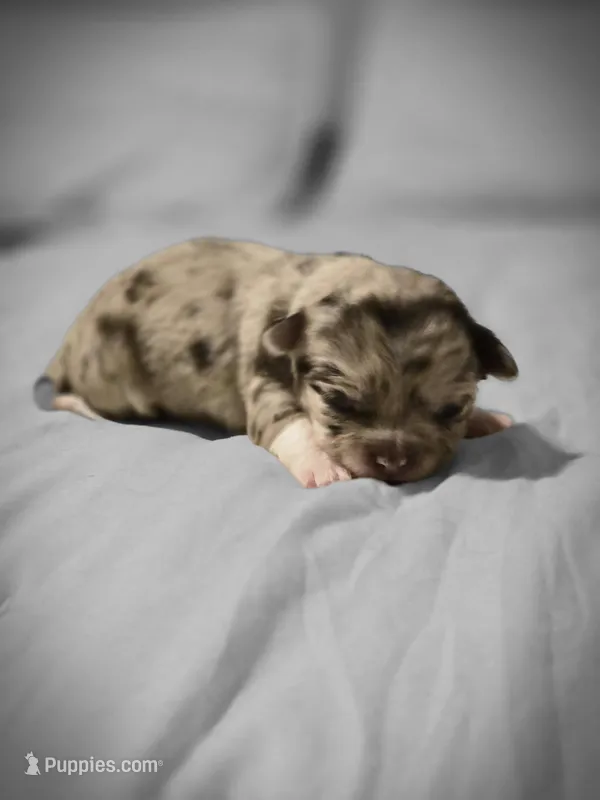 Jasmine  – Chihuahua puppy for sale in Newark Valley, NY