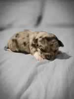 Jasmine , a male Chihuahua for sale in Newark Valley, NY – Photo 1 of 7