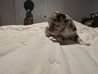 Jasmine , a female Chihuahua for sale in Newark Valley, NY – Photo 5 of 6