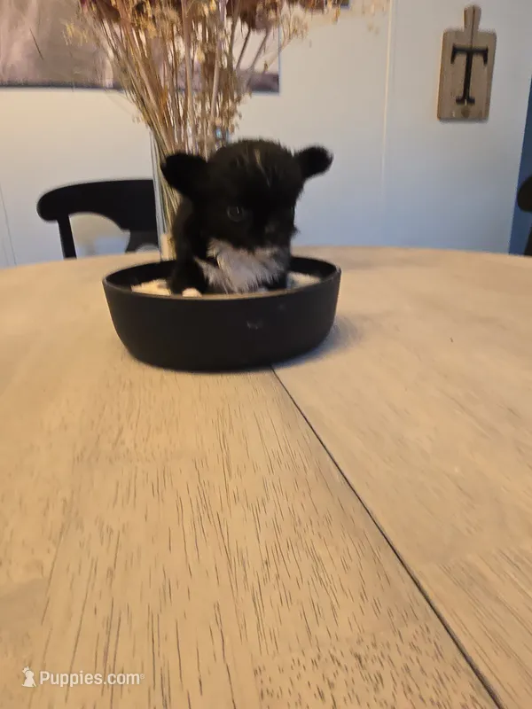 izzy – Chihuahua puppy for sale in Newark Valley, NY