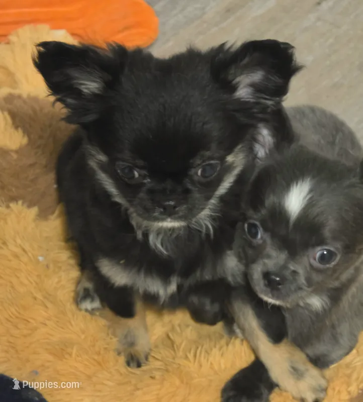 Jill – Chihuahua puppy for sale in Newark Valley, NY
