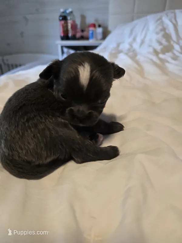 Jill – Chihuahua puppy for sale in Newark Valley, NY
