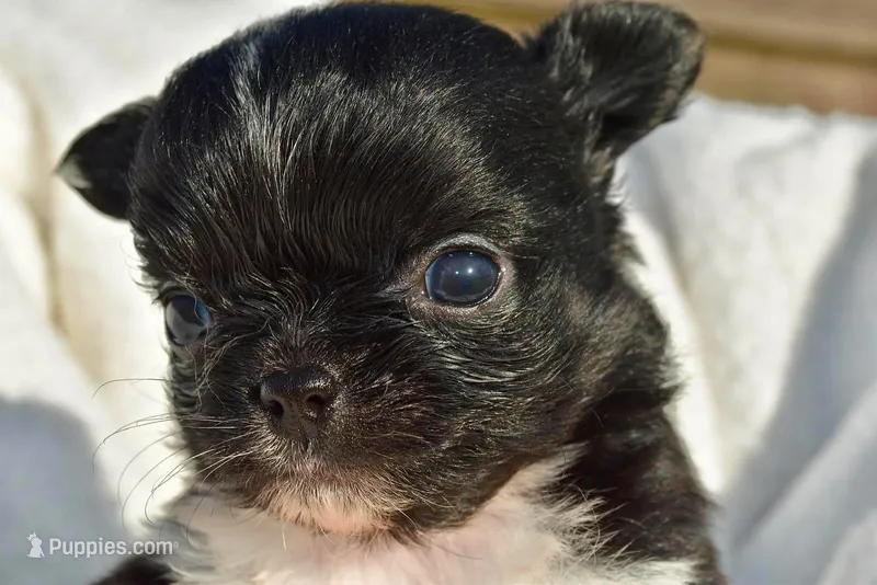 izzy – Chihuahua puppy for sale in Newark Valley, NY