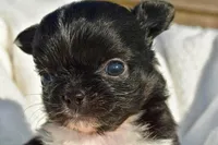 izzy, a female Chihuahua for sale in Newark Valley, NY – 2 of 7