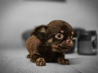 Tanya, a female Chihuahua for sale in Newark Valley, NY – 5 of 7