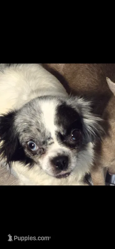 Dori – Chihuahua puppy for sale in Newark Valley, NY