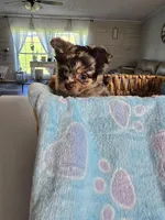 jazzy, a male Chihuahua for sale in Newark Valley, NY – Photo 2 of 7