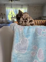 jazzy, a male Chihuahua for sale in Newark Valley, NY – Photo 5 of 7