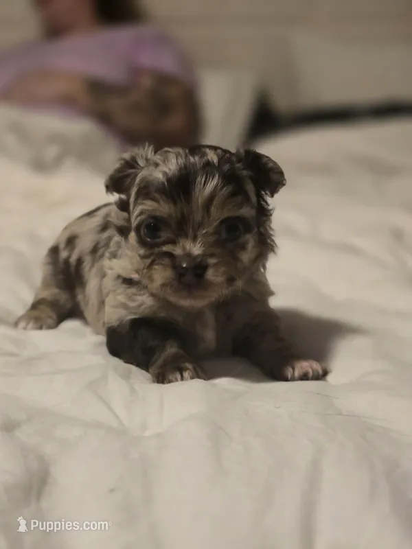 jazzy – Chihuahua puppy for sale in Newark Valley, NY