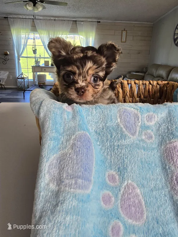 jazzy – Chihuahua puppy for sale in Newark Valley, NY