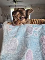 jazzy, a male Chihuahua for sale in Newark Valley, NY – Photo 7 of 7