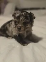 jazzy, a male Chihuahua for sale in Newark Valley, NY – Photo 5 of 5