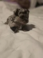 jazzy, a male Chihuahua for sale in Newark Valley, NY – Photo 3 of 5