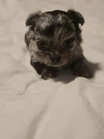 jazzy, a male Chihuahua for sale in Newark Valley, NY – Photo 2 of 5