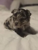 jazzy, a male Chihuahua for sale in Newark Valley, NY – Photo 4 of 5