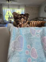 jazzy, a male Chihuahua for sale in Newark Valley, NY – Photo 4 of 7