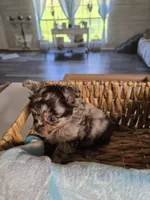 jazzy, a male Chihuahua for sale in Newark Valley, NY – Photo 6 of 7