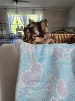 jazzy, a male Chihuahua for sale in Newark Valley, NY – Photo 3 of 7