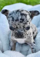 Lacey, a female Chihuahua for sale in Newark Valley, NY – 2 of 8