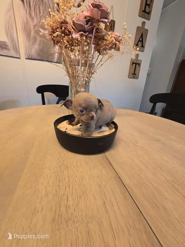 alli – Chihuahua puppy for sale in Newark Valley, NY