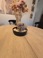 alli, a female Chihuahua for sale in Newark Valley, NY – 1 of 5