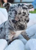 Lacey, a female Chihuahua for sale in Newark Valley, NY – 6 of 8