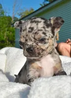 Lacey, a female Chihuahua for sale in Newark Valley, NY – 8 of 8