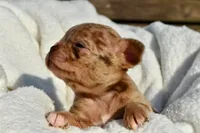 Bella-Jean , a female Chihuahua for sale in Newark Valley, NY – 4 of 7