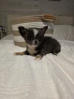 Jazzy, a male Chihuahua for sale in Newark Valley, NY – 8 of 9