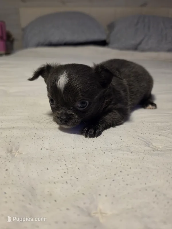 Jill – Chihuahua puppy for sale in Newark Valley, NY