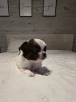 Basil, a male Chihuahua for sale in Newark Valley, NY – 3 of 5